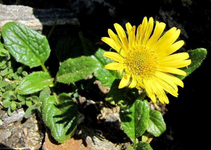 Plantering av doronicum i öppen mark