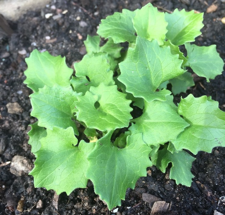 Tumbuh doronicum dari biji