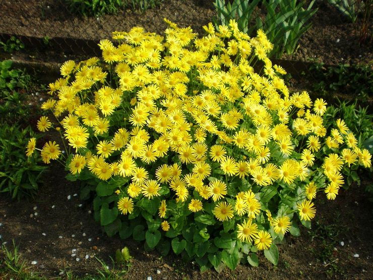 Sköter om doronicum i trädgården