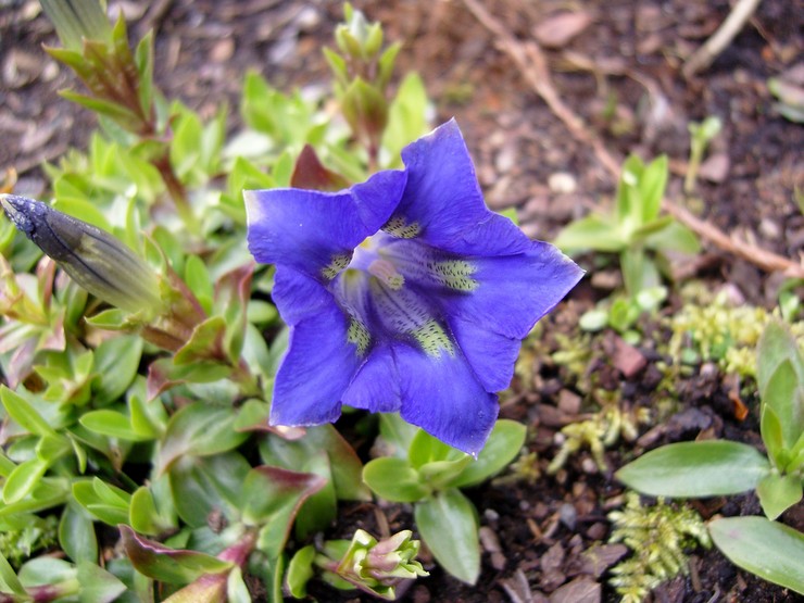 Gentian tanpa batang