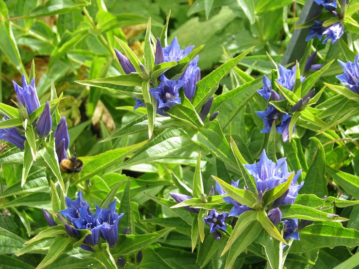 Gentian gorse