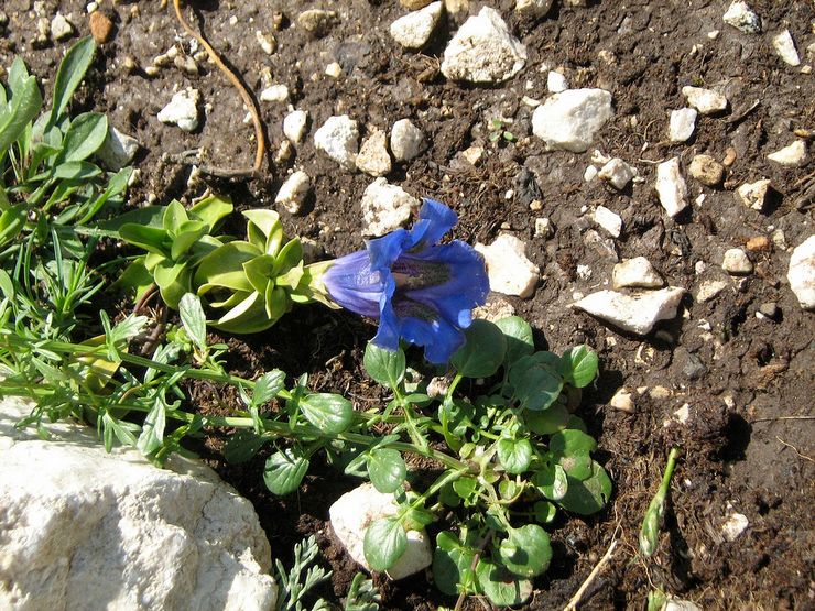 Penyakit gentian