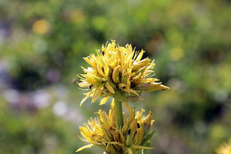 Gentian gul