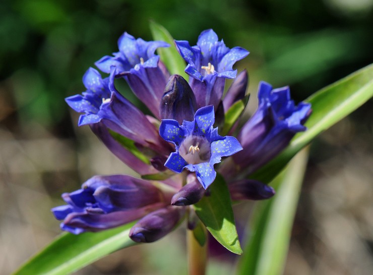 Gentian berdaun besar