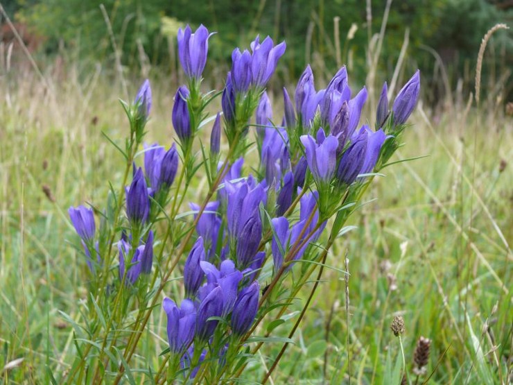 Gentian pulmonari