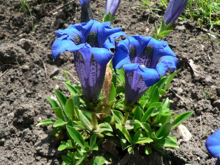 Planterar gentian i öppen mark