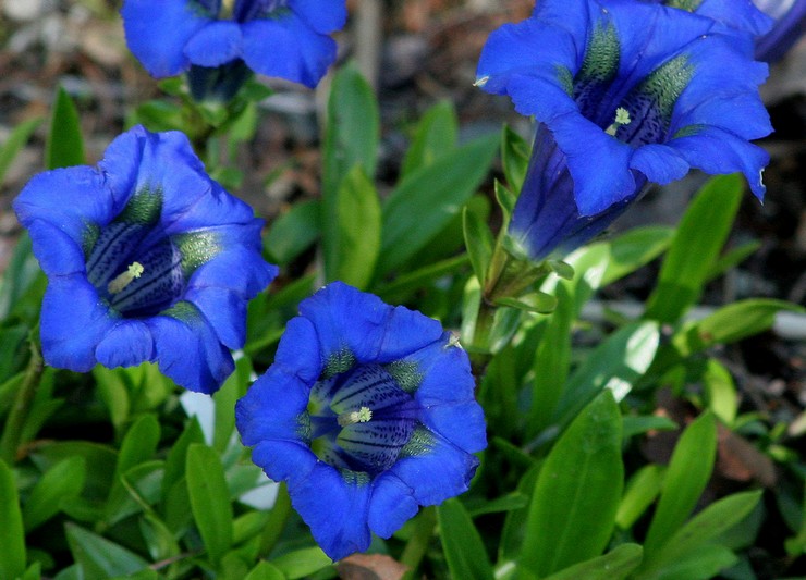 Gentiana