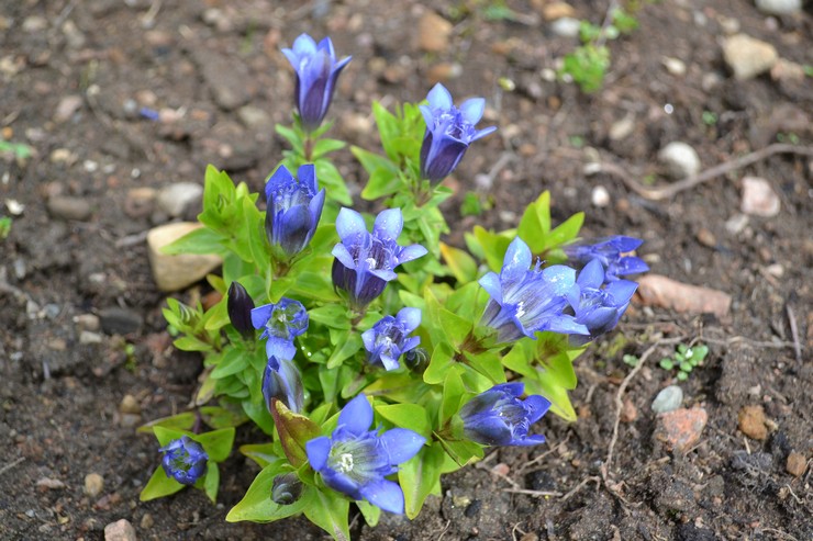 Sju delar gentian