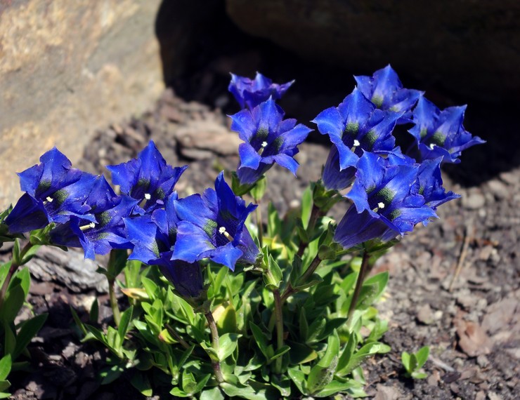 Skim penanaman gentian