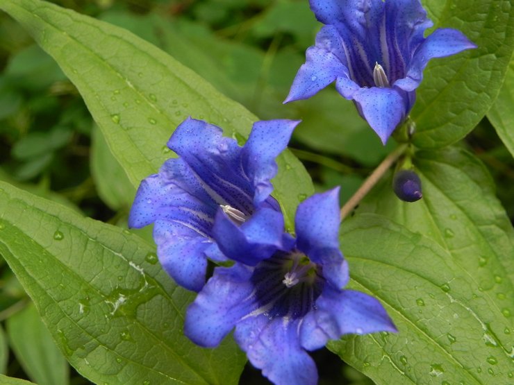 Penjagaan taman Gentian