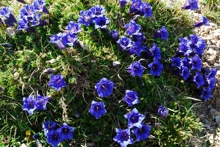 Perosak Gentian