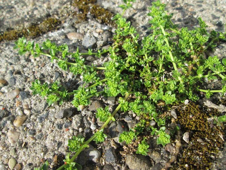 Gryzhnik: plantering och vård i det öppna fältet, medicinska egenskaper och kontraindikationer