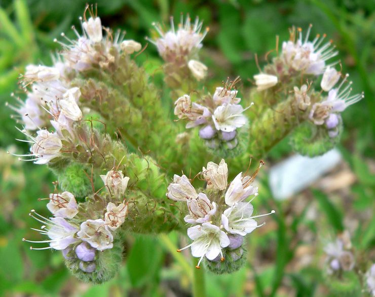 Phacelia silvery (Phacelia argentea)