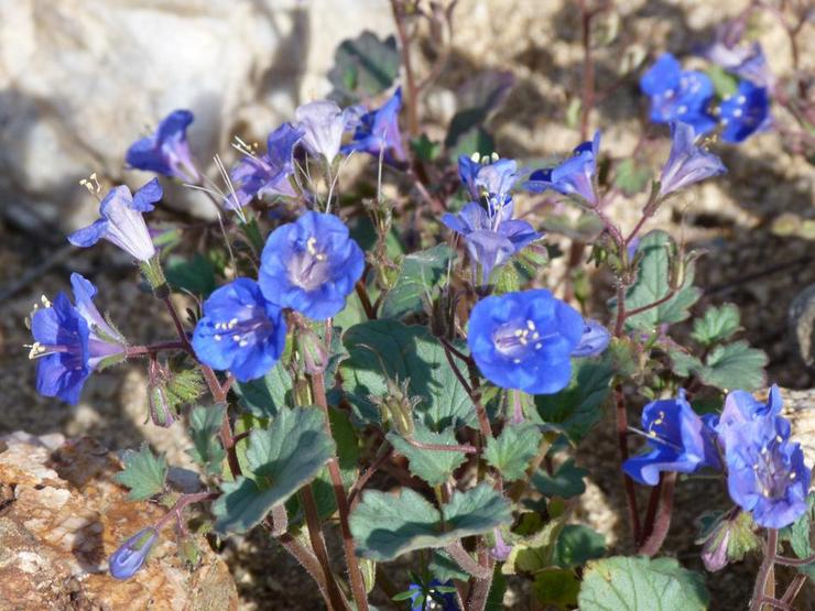 Phacelia campanulate (Phacelia campanularia)