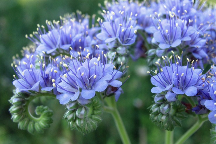 Phacelia vriden (Phacelia congesta)