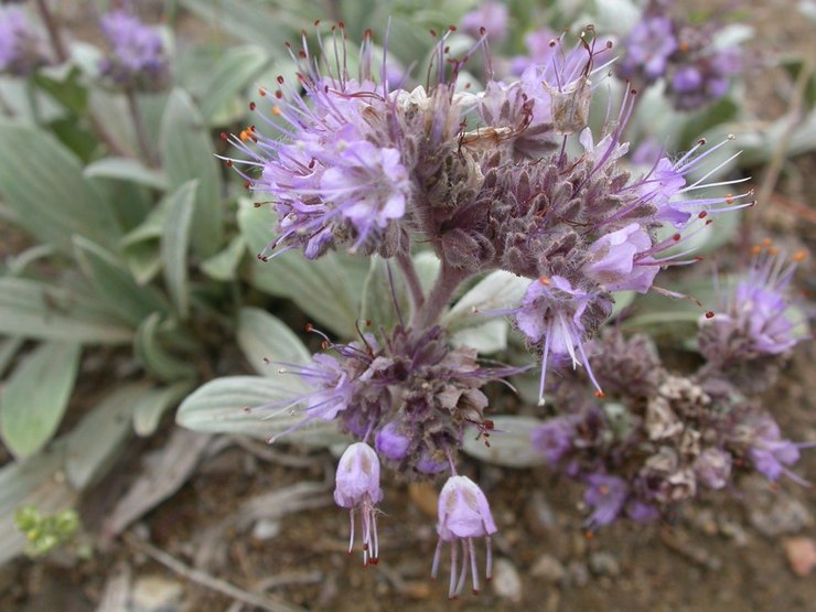 Phacelia spjut (Phacelia hastata)