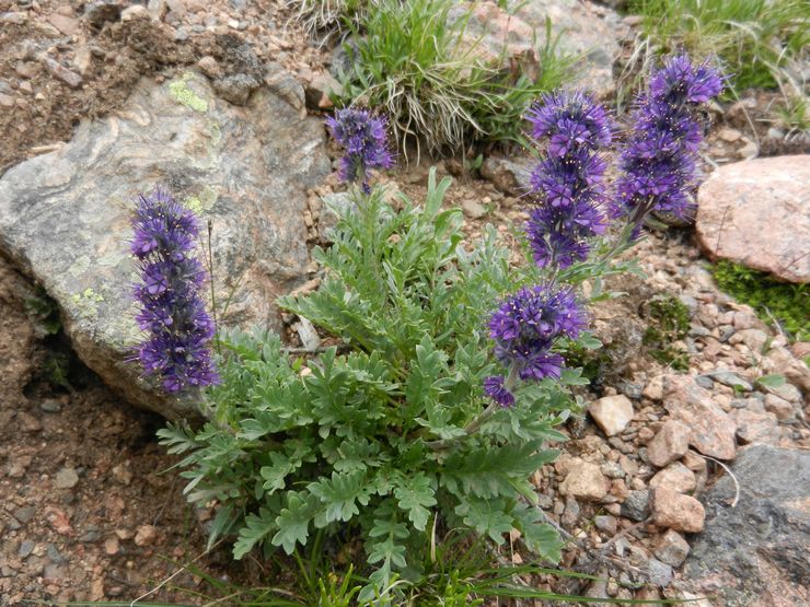 Phacelia sutera (Phacelia sericea)