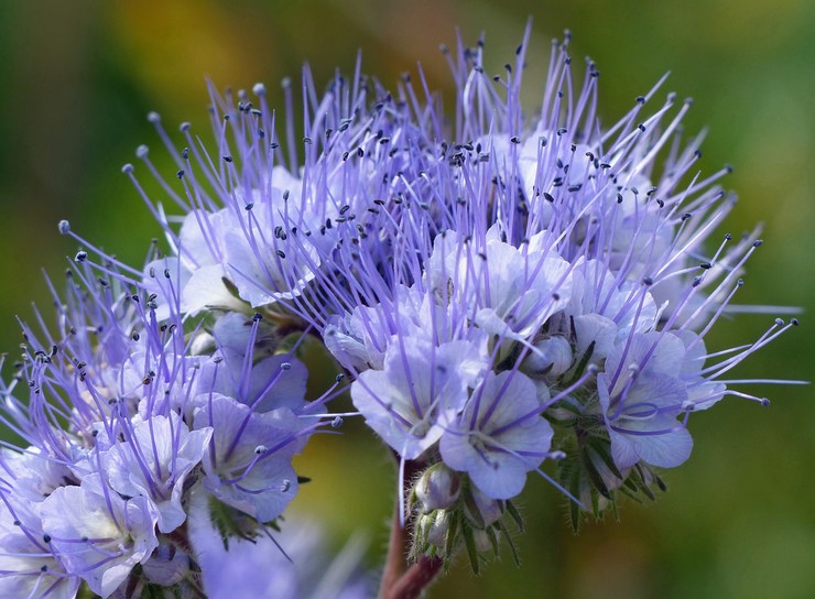 Phacelia: plantering och vård i det öppna fältet, växer från frön, foton och arter