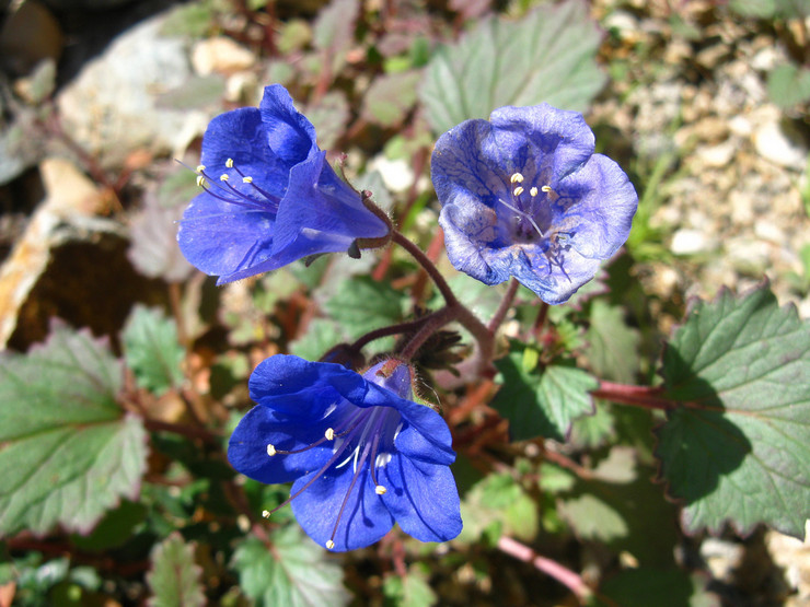 Penjagaan Phacelia