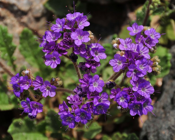 Jenis dan jenis phacelia