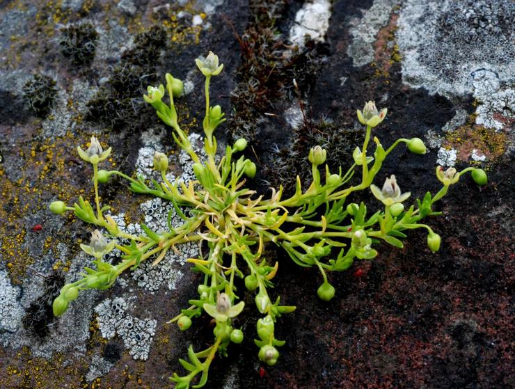 Plantering av bryozoans i öppen mark