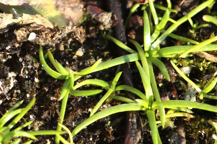 Tumbuh bryozoa dari biji