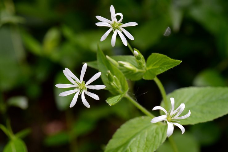 Oak starwort