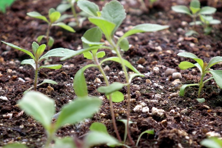 Tumbuh stevia dari biji