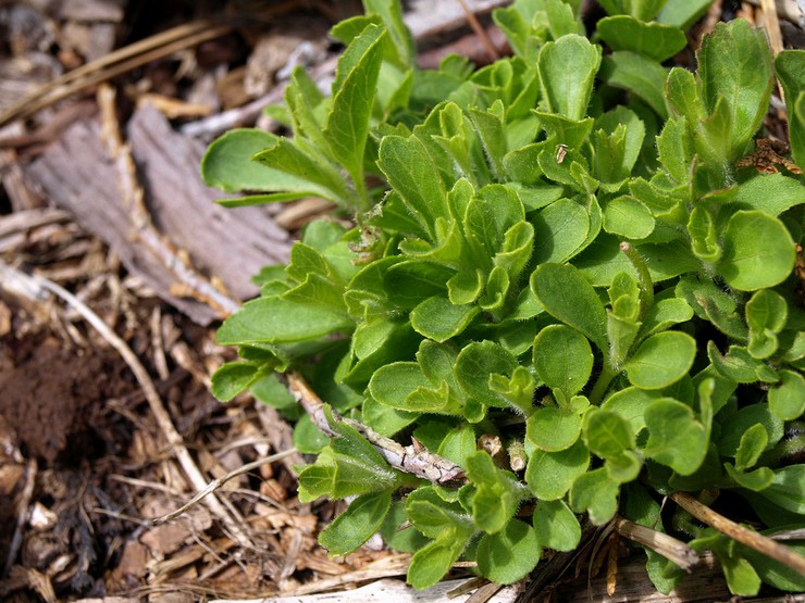 Typer och sorter av stevia