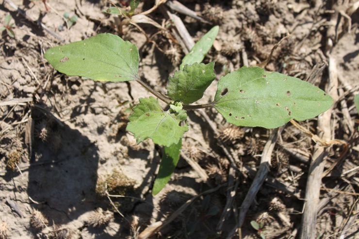 Plantering av cocklebur i öppen mark