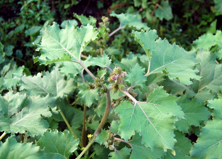 Siberian cocklebur (Xanthium sibiricum)