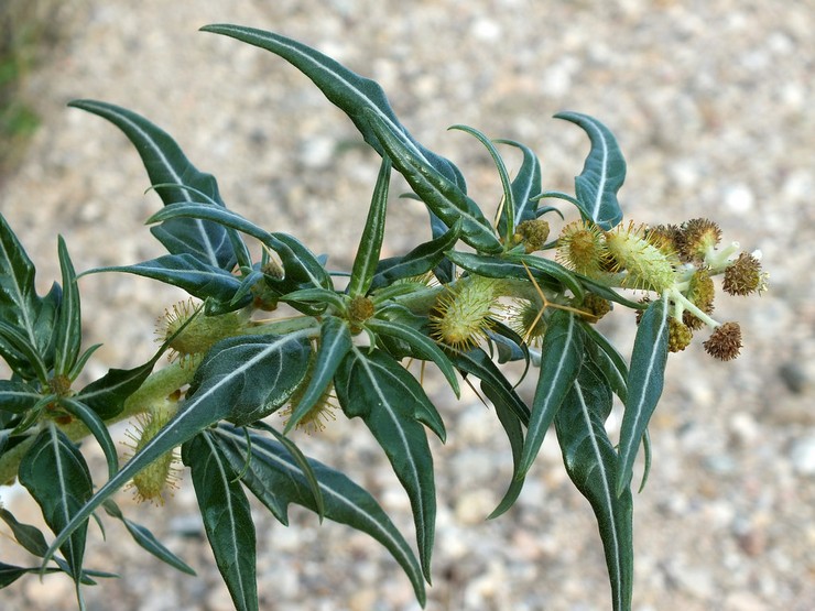 Törnig cocklebur (Xanthium spinosum)