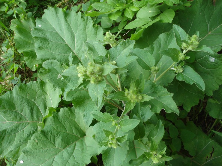 Goiter cocklebur (Xanthium strumarium)