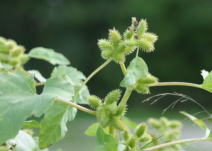 Cocklebur: plantering och vård i det öppna fältet, medicinska egenskaper