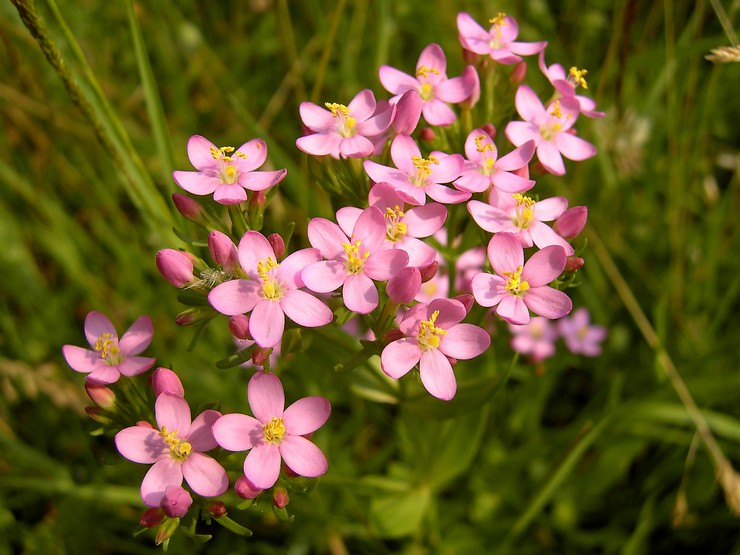 Centaury biasa