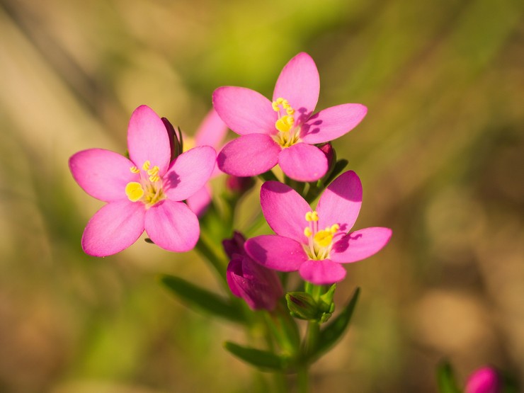 Seaside centaury