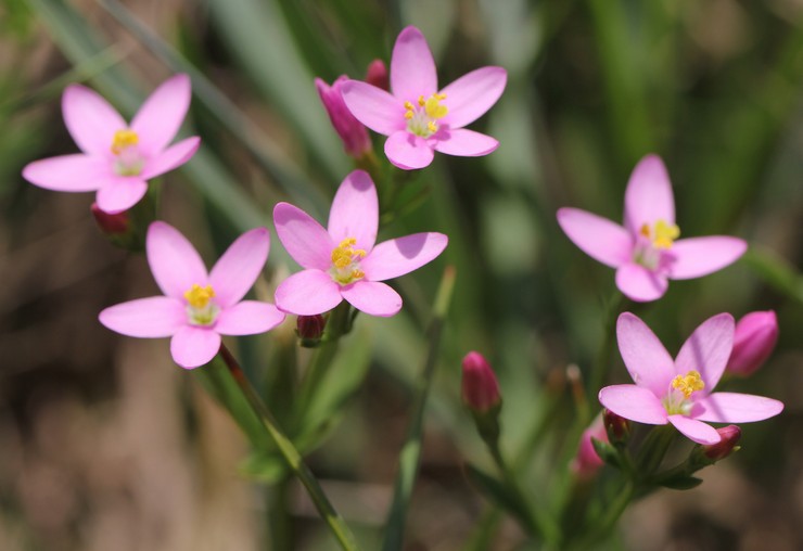 Centaury itu indah