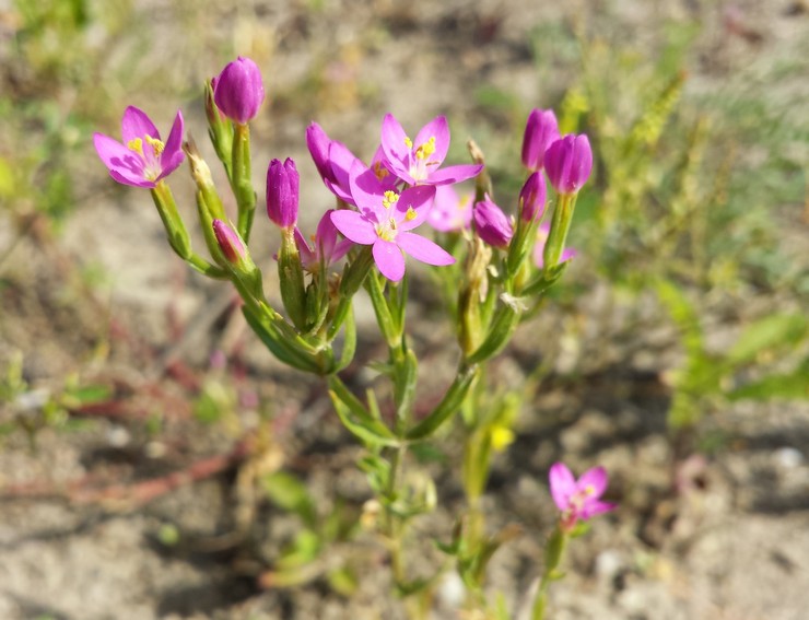 Marsh centaury