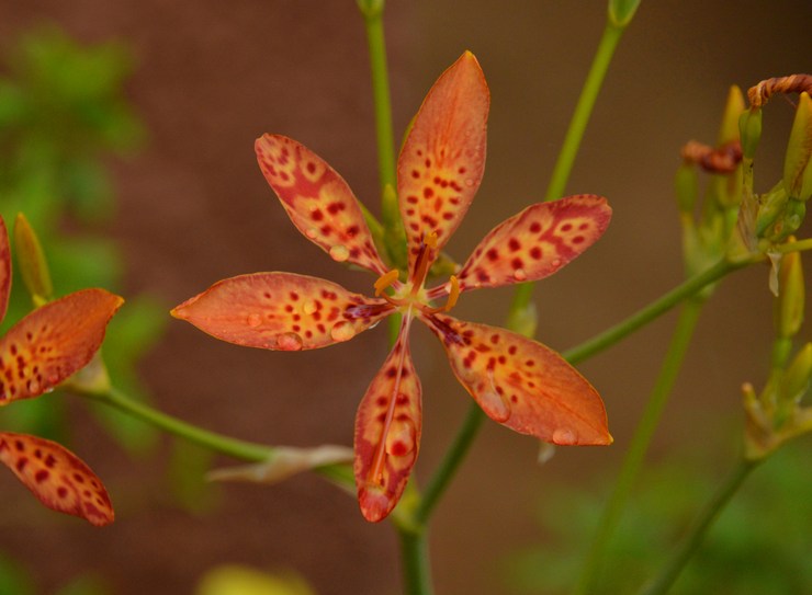 Ixia kinesiska