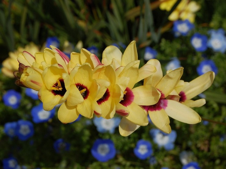 Ixia hybrid