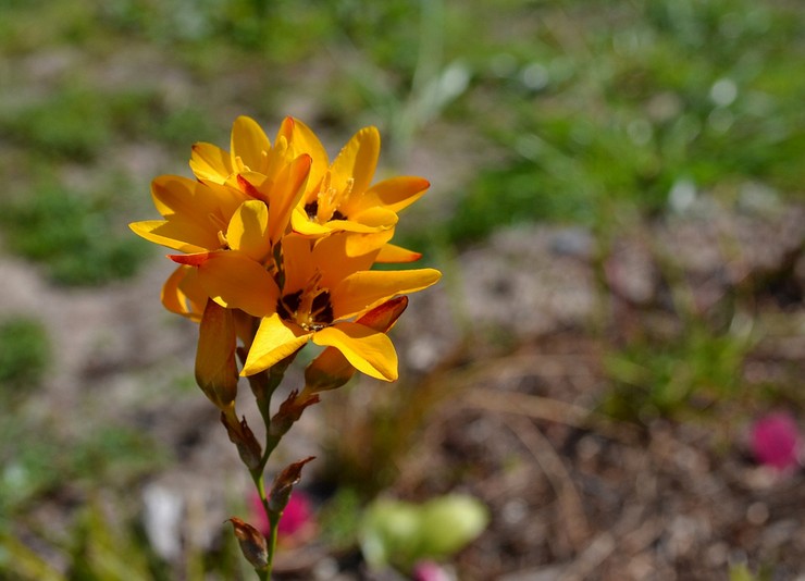 Ixia upptäcktes