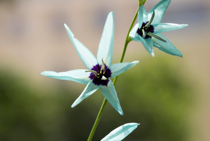 Ixia grönblommig