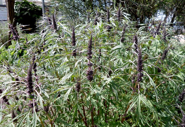 Motherwort kelabu