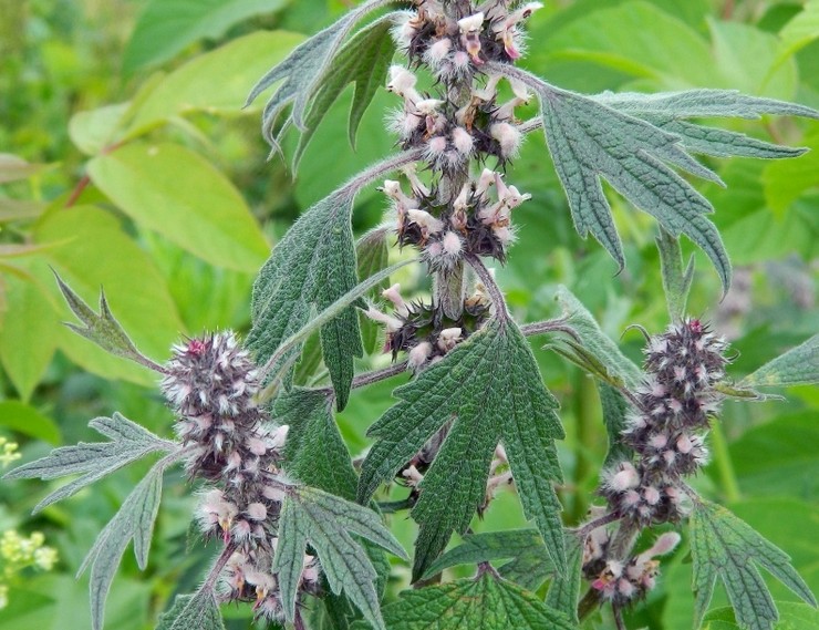 Motherwort lima bilah