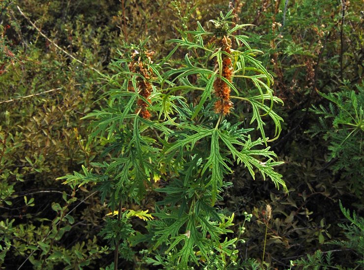 Tatar Motherwort