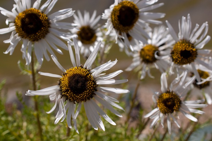 Feverfew är vacker