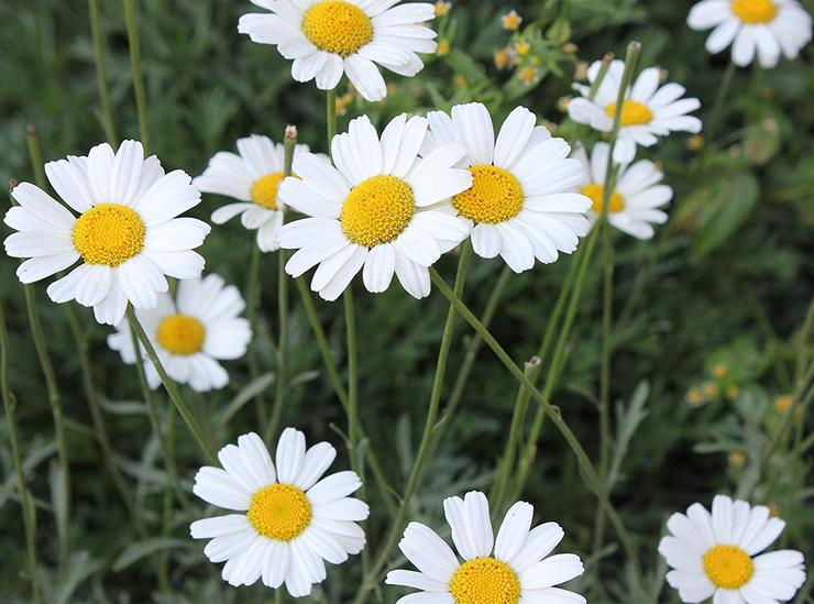 Pyrethrum cinerarielous