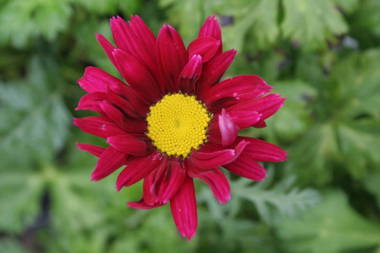 Pyrethrum merah