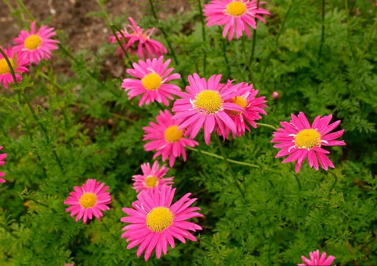 Pyrethrum merah jambu