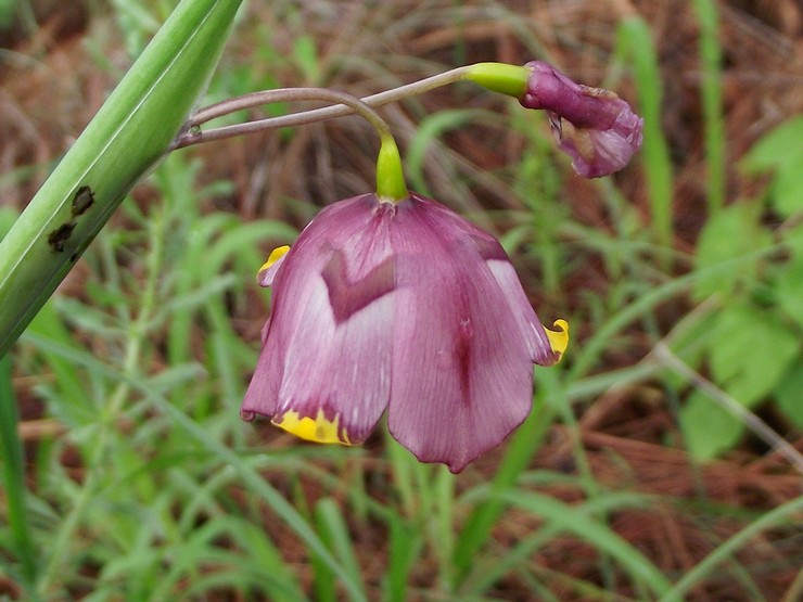 Catur Tigridia